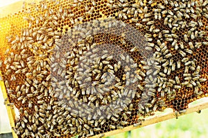 Working bees on honeycomb