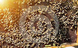 Working bees on honeycomb