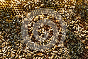 Working bees on honeycomb