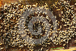 Working bees on honeycomb