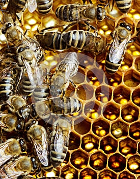 Working bees on honeycomb