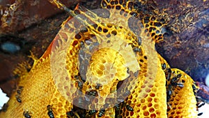 Working bees on honeycomb (4K)