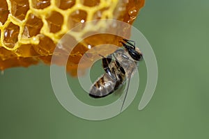 Working bees on honeycomb, closeup. Colony of bees in apiary. Beekeeping in countryside. Macro shot with in a hive in a honeycomb