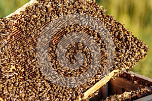Working bees on honeycomb. Frames of a bee hive. Apiculture