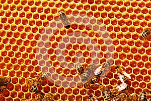 Working bees on honeycombs
