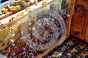 Honeybees in the beehive photo