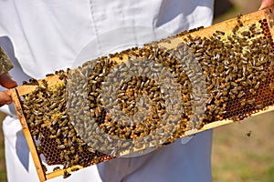 Working bees on wooden frames