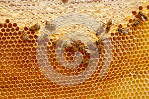 Working bees on the yellow honeycomb with sweet honey