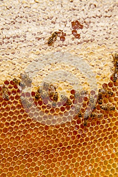 Working bees on the yellow honeycomb with sweet honey