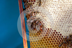 Working bees on the yellow honeycomb with sweet honey