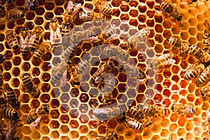 Working bees on the yellow honeycomb with sweet honey.