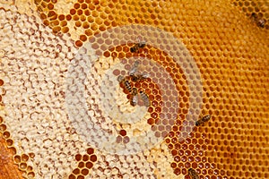 Working bees on the yellow honeycomb with sweet honey