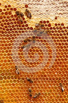 Working bees on the yellow honeycomb with sweet honey