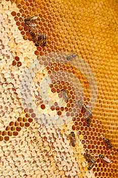 Working bees on the yellow honeycomb with sweet honey