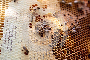 Working bees on the yellow honeycomb with sweet honey