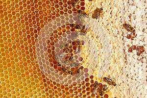 Working bees on the yellow honeycomb with sweet honey