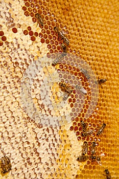 Working bees on the yellow honeycomb with sweet honey