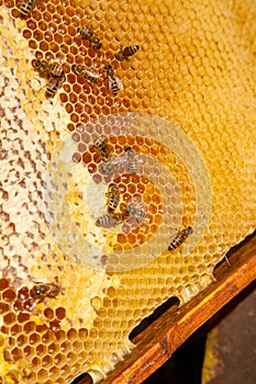 Working bees on the yellow honeycomb with sweet honey