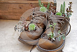 succulent plants in boots