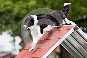 Working border collie breed dogs running agility obstacle A-frame