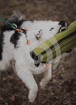 Working boy yakutian laika with powerful jaws.