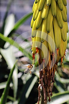 Working busy bee flying to yellow aloe flower on green grass blurred background