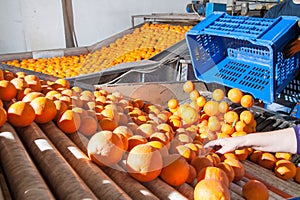 The working of citrus fruits