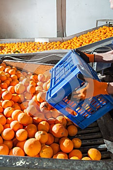 The working of citrus fruits