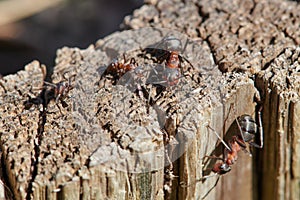 Working class heroes