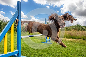 Working cocker spaniel sprocker on jumping dog agility