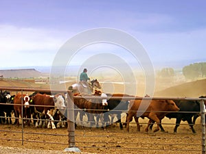 Working Cowboy