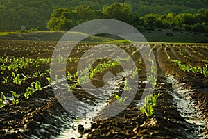 working with crops at the field agriculture