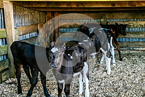 Working dairy farm in Taranaki, New Zealand