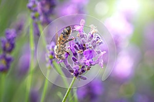 Working day in the nature. Diligent bee harvest the pollen from purple lavender flower for making honey at summer.