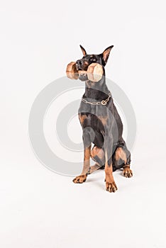 Working dog doberman holding dumbells in mouth