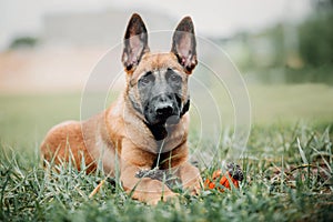 Working dog. Dog training. Police, guard dog