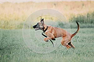 Working dog. Dog training. Police, guard dog