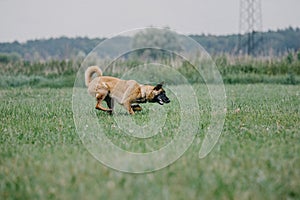 Working dog. Dog training. Police, guard dog