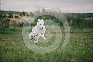 Working dog. Dog training. Police, guard dog