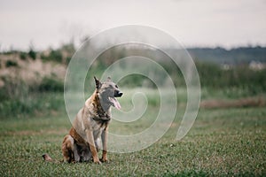 Working dog. Dog training. Police, guard dog