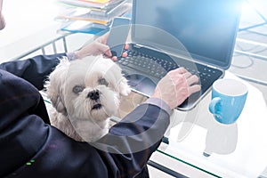 Working with dog at home or office