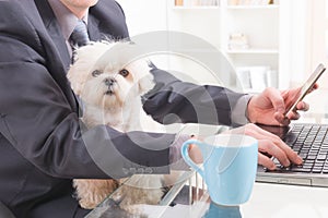 Working with dog in the office