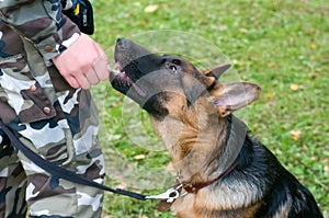 Working dog with owner
