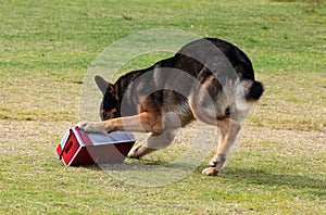 Working dog sniffing out drugs or explosives photo