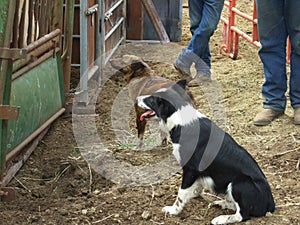 Working Dogs and Cowboys photo