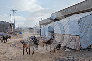 Working donkey, Afar triangle region, Ethiopia