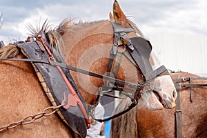 A Draught Horse In harness