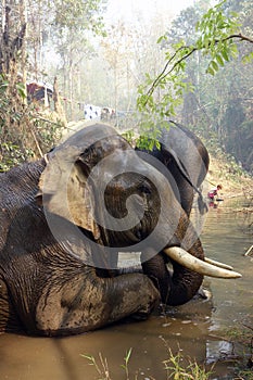 Working elephant, Myanmar