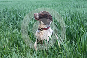 Working English Springer Spaniel in a field