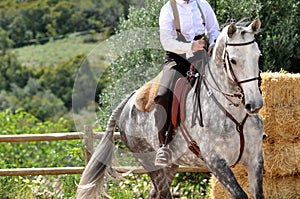 Working equitation horse